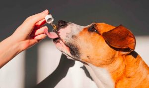 cbd para perros